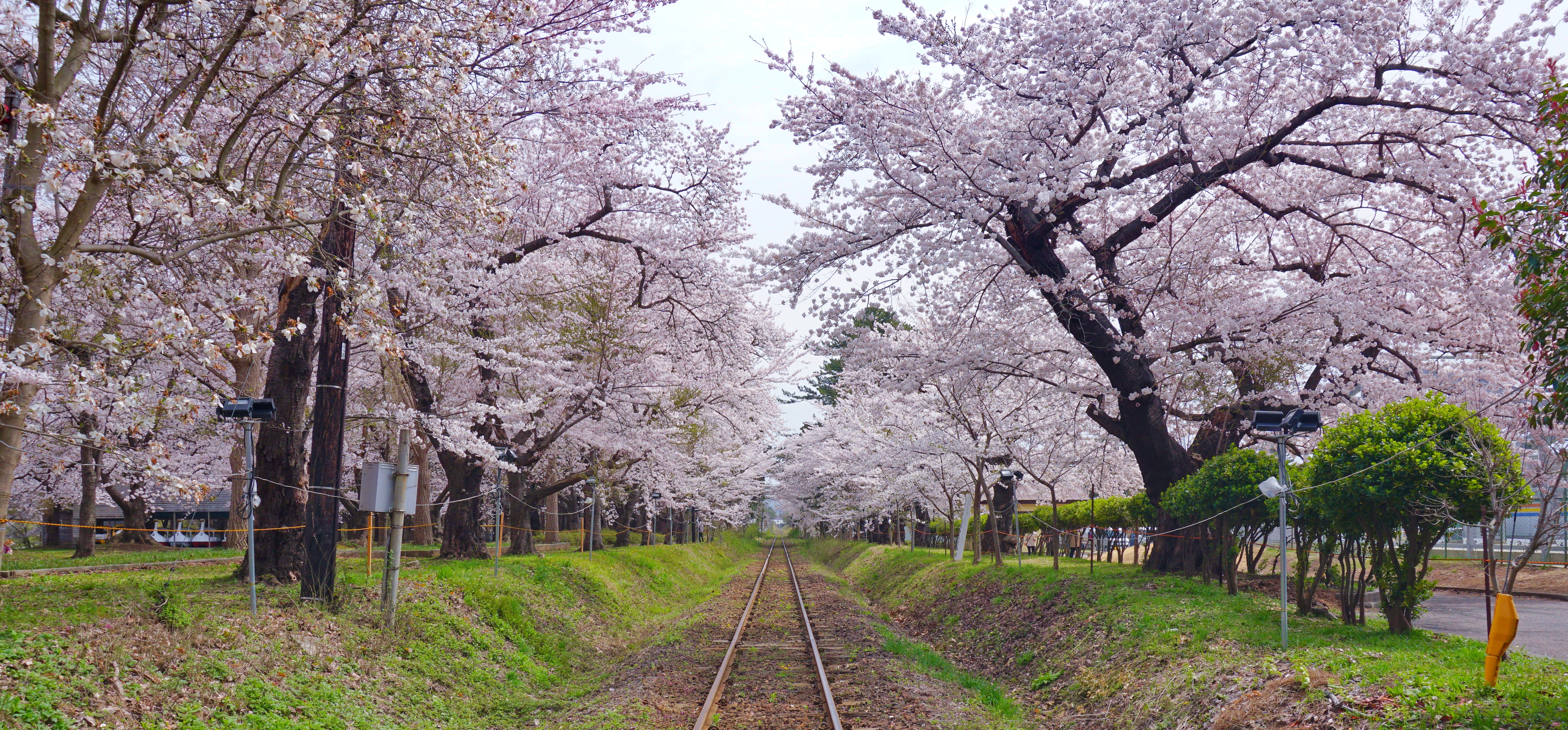 Cherry Blossoms