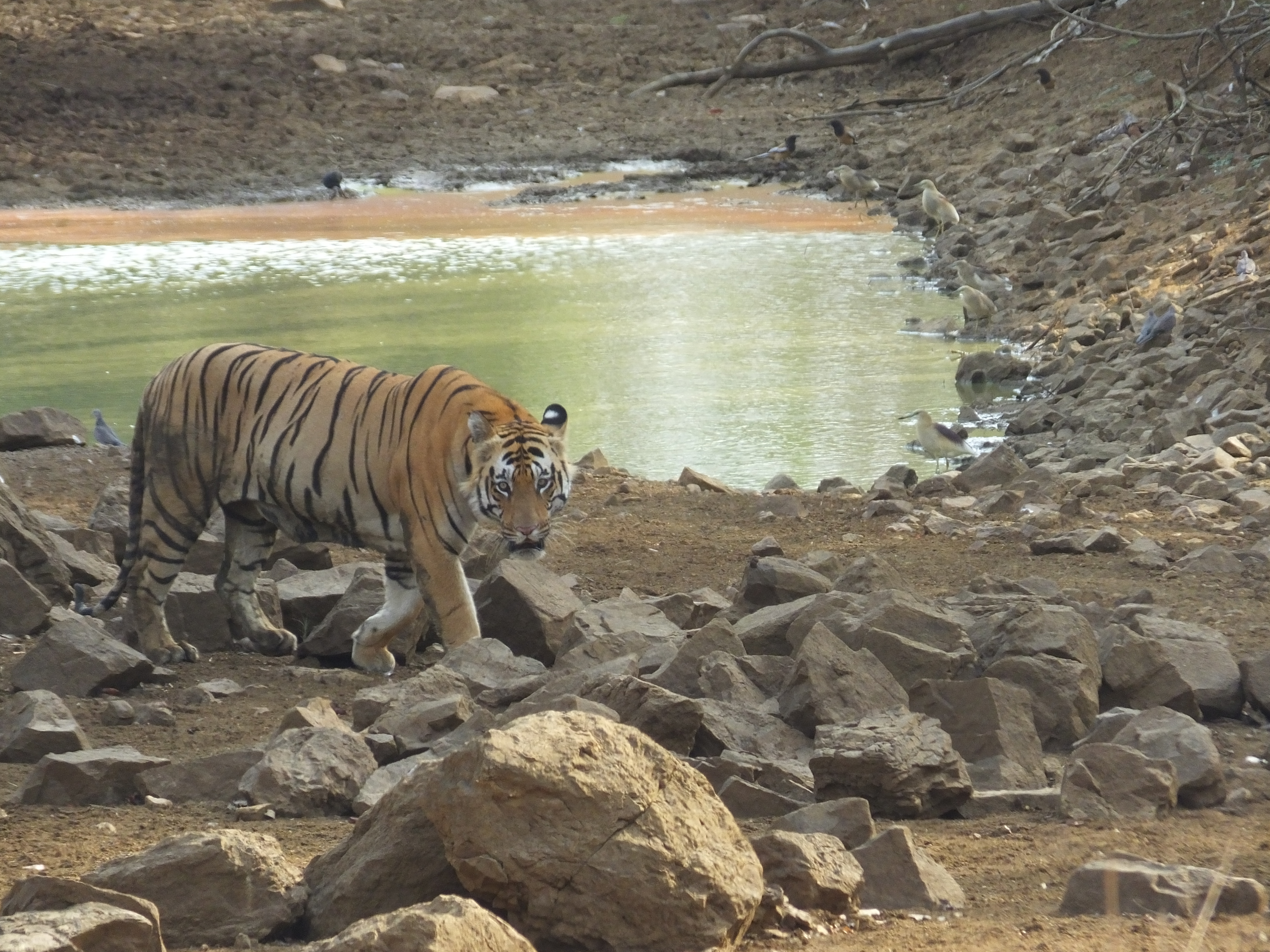 Tadoba-Andhari Tiger Reserve — Day Safari from Nagpur