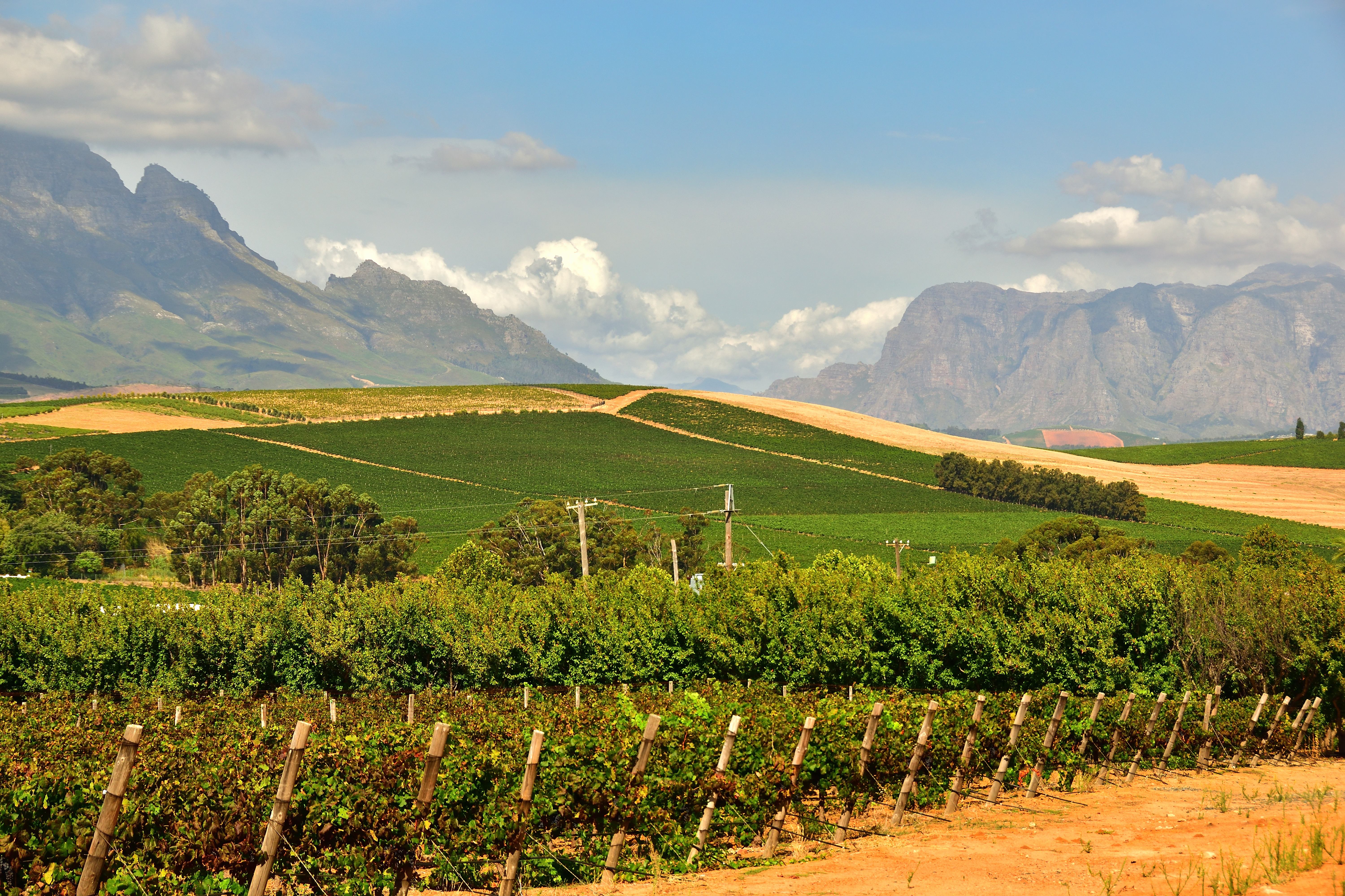 Vineyards in Stellenbosch, Cape Winelands