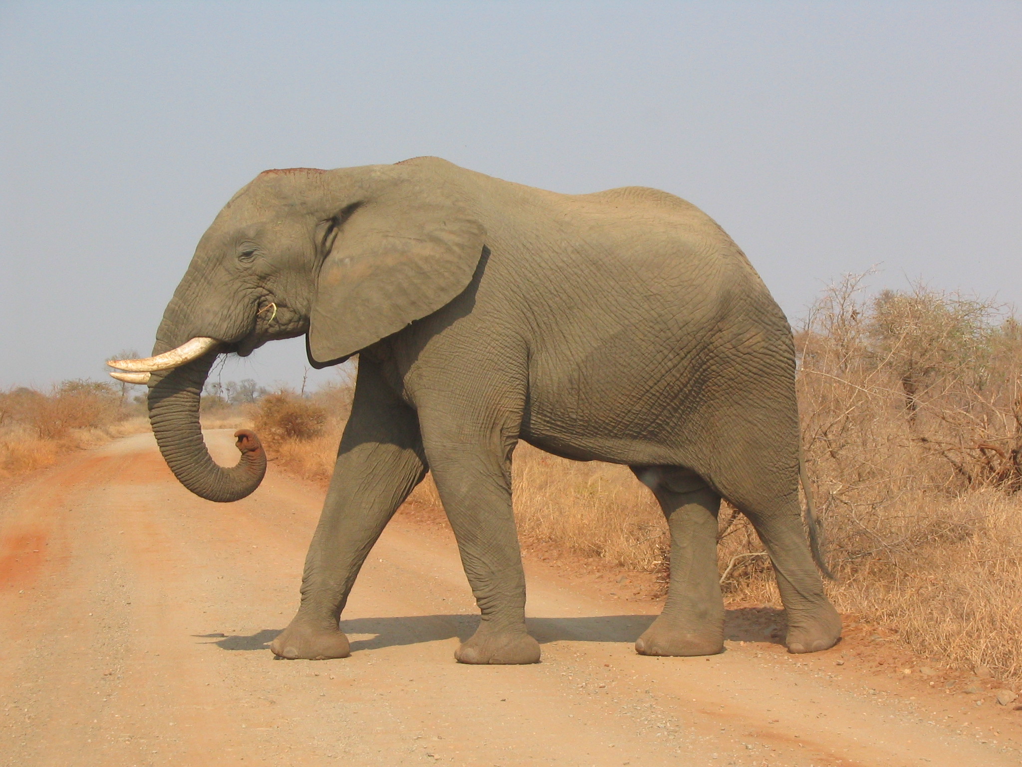 African elephant in Kruger National Park