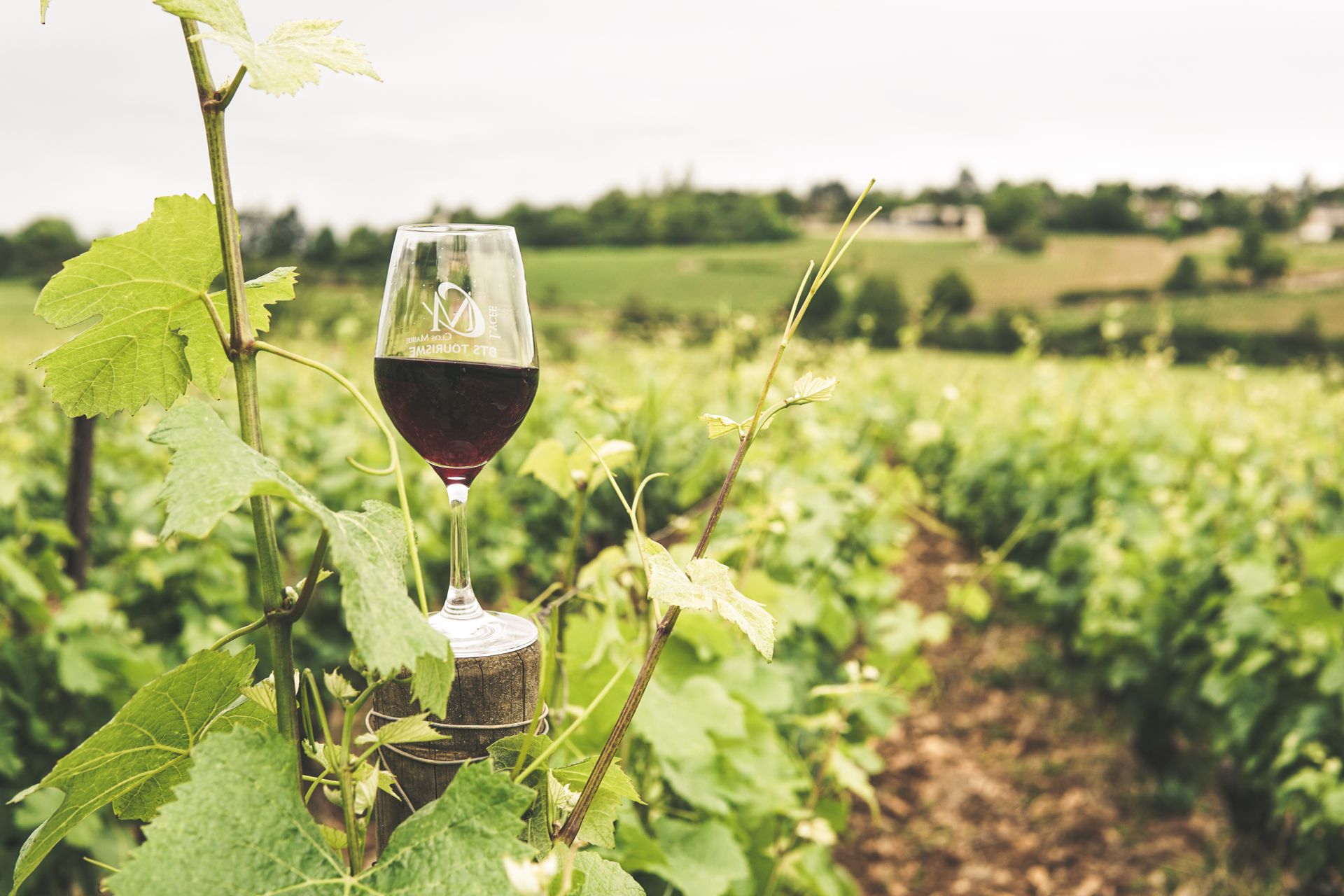 Wine tasting, São Roque wine route